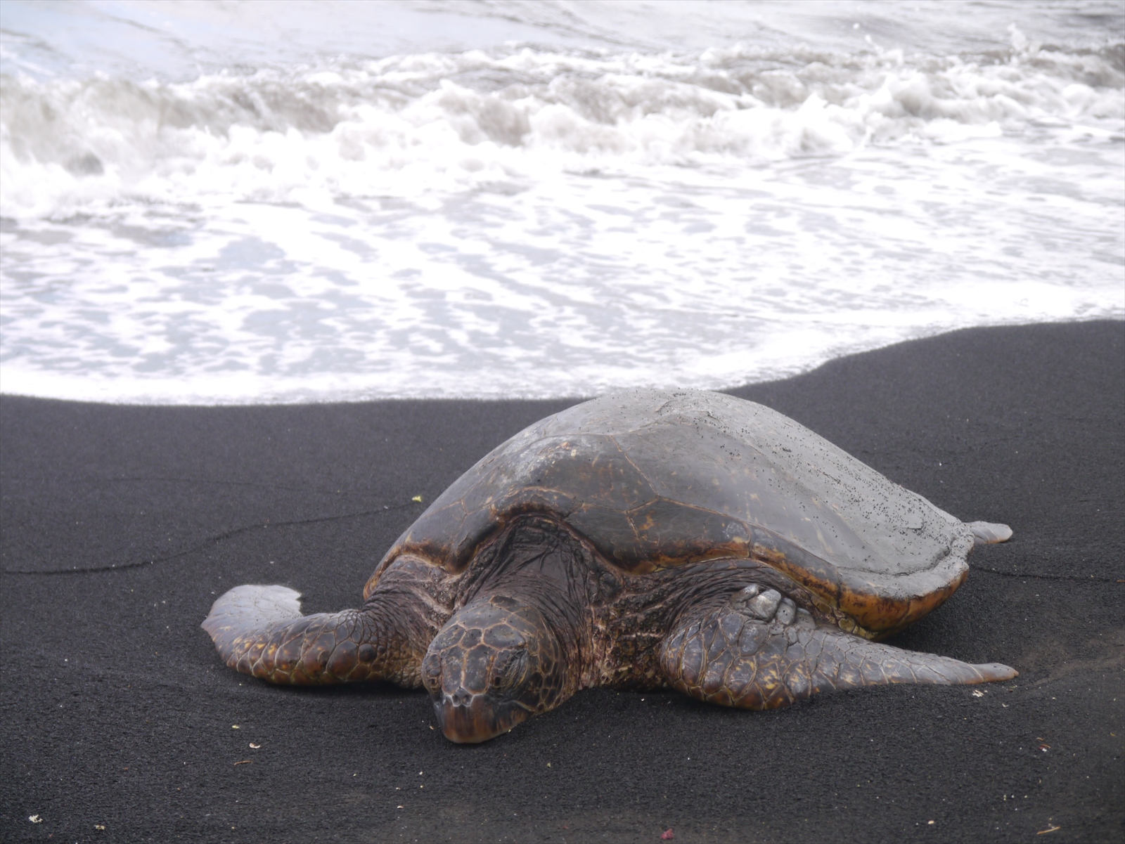 プナルウ黒砂海岸でホヌ